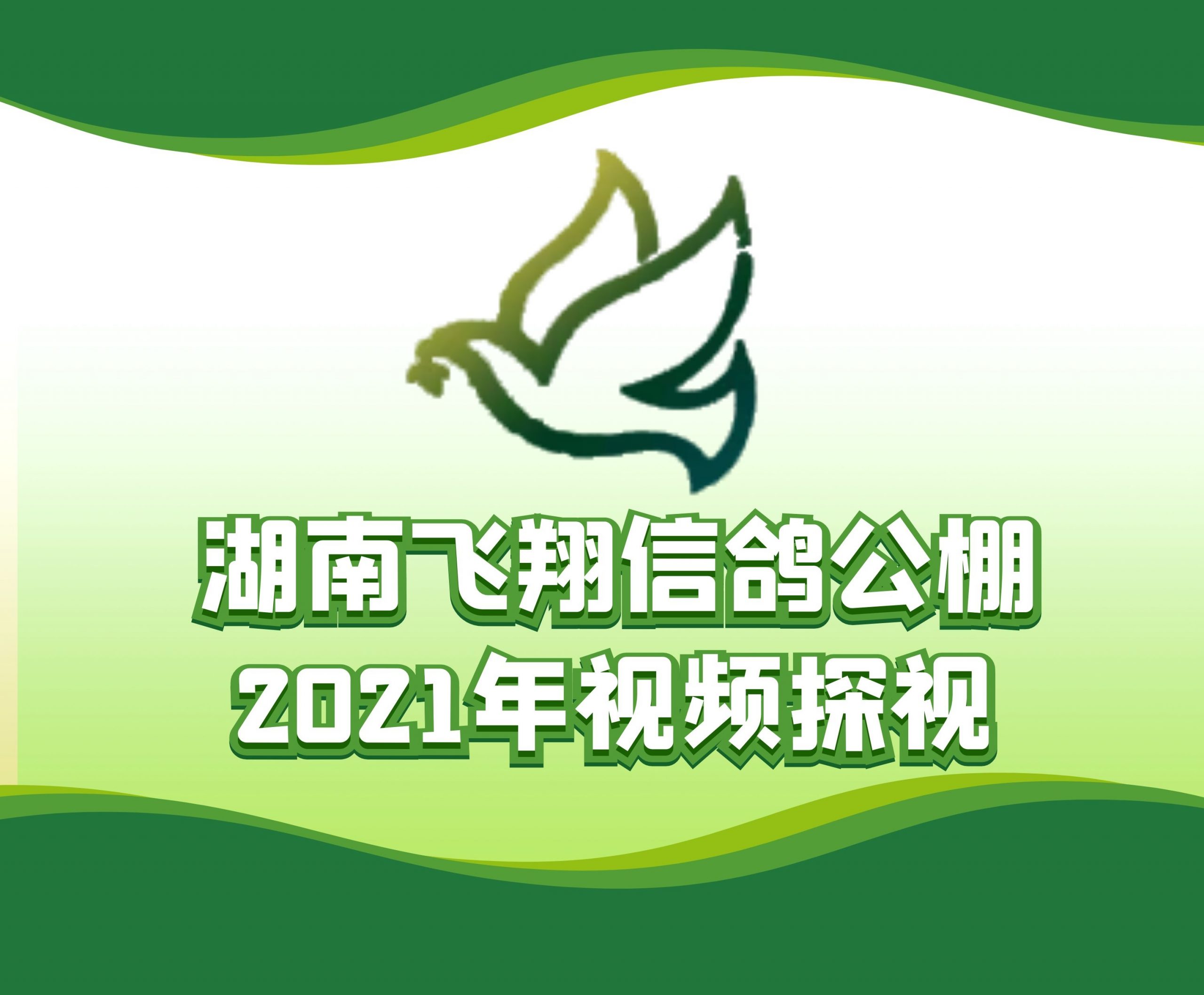 南珠赛鸽-黄海清-2021-20-0022254