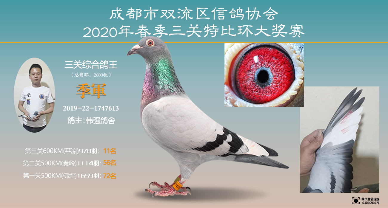 双流帅鸽/ 2020年三关鸽王前十写真