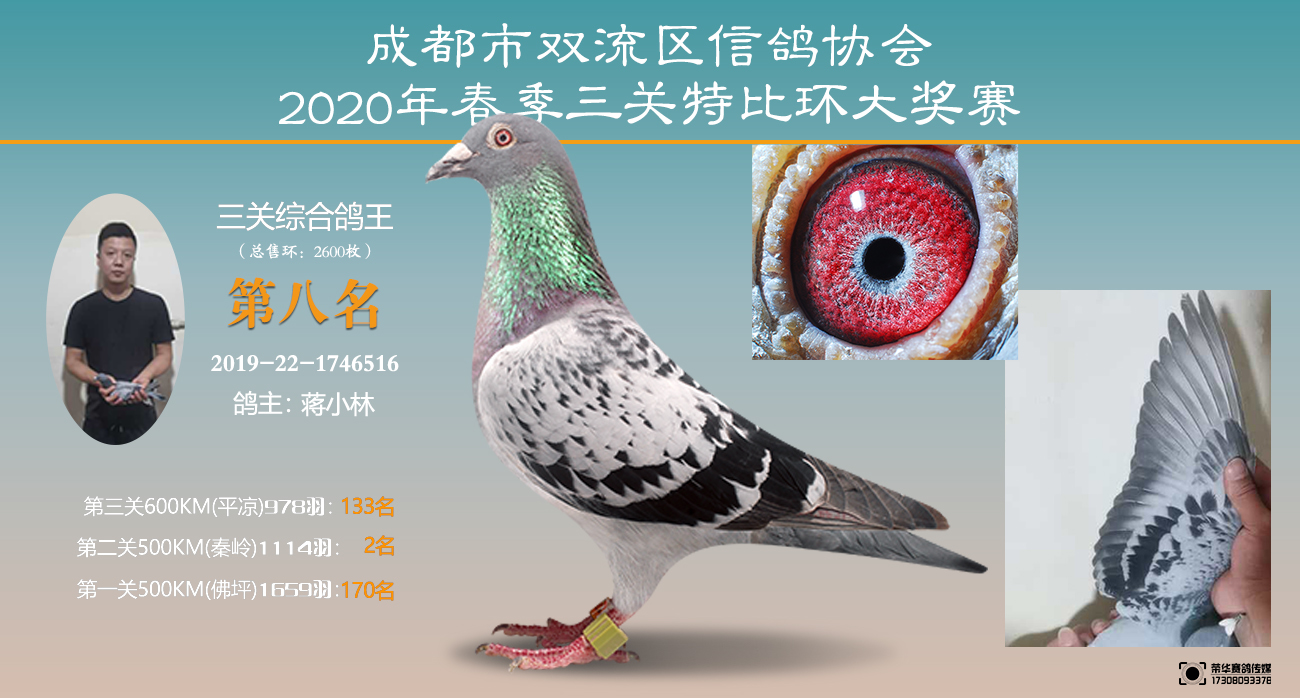 双流帅鸽/ 2020年三关鸽王前十写真