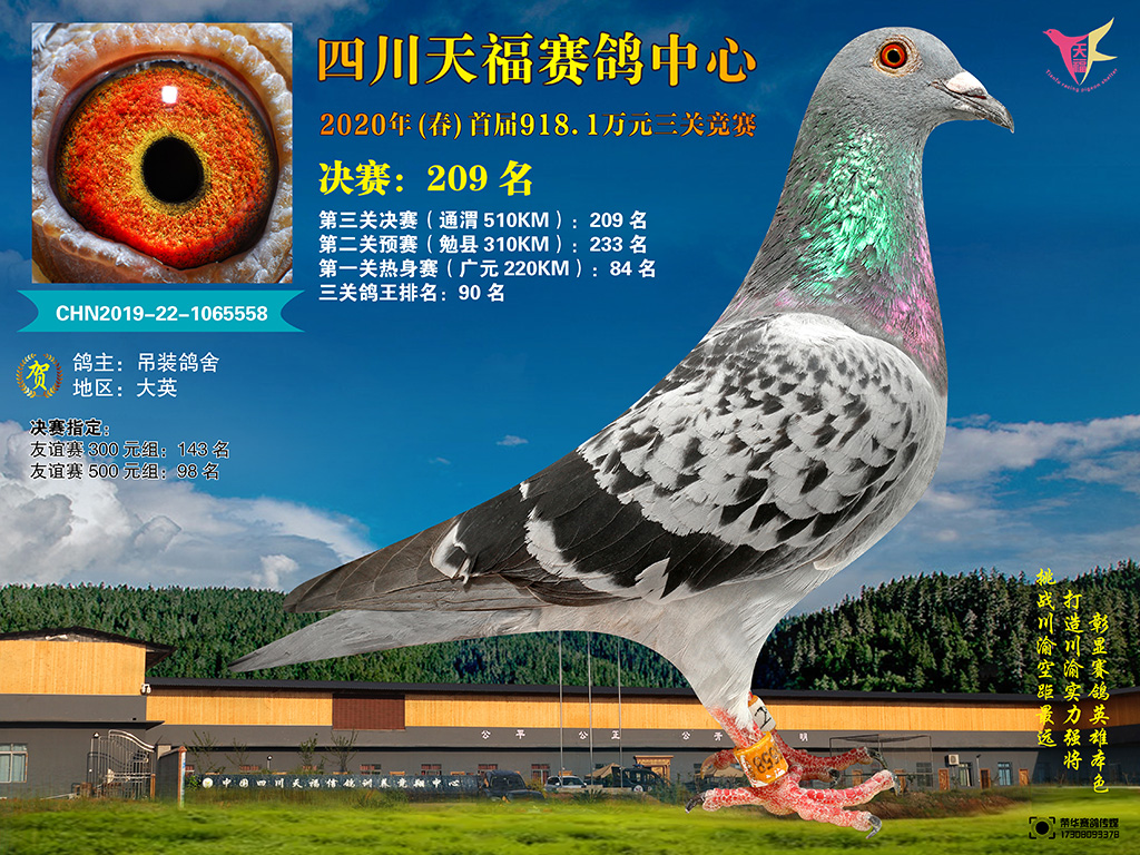 四川天福赛鸽中心2020年首届201-250名