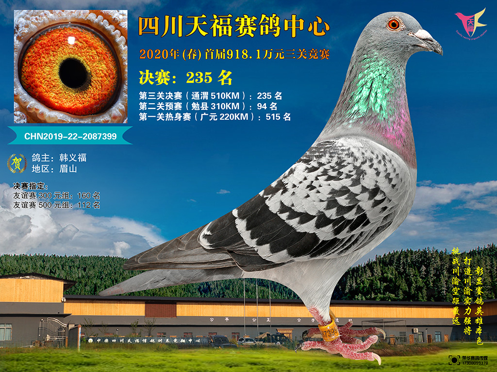 四川天福赛鸽中心2020年首届201-250名