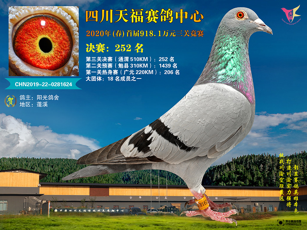 四川天福赛鸽中心2020年首届251-300名
