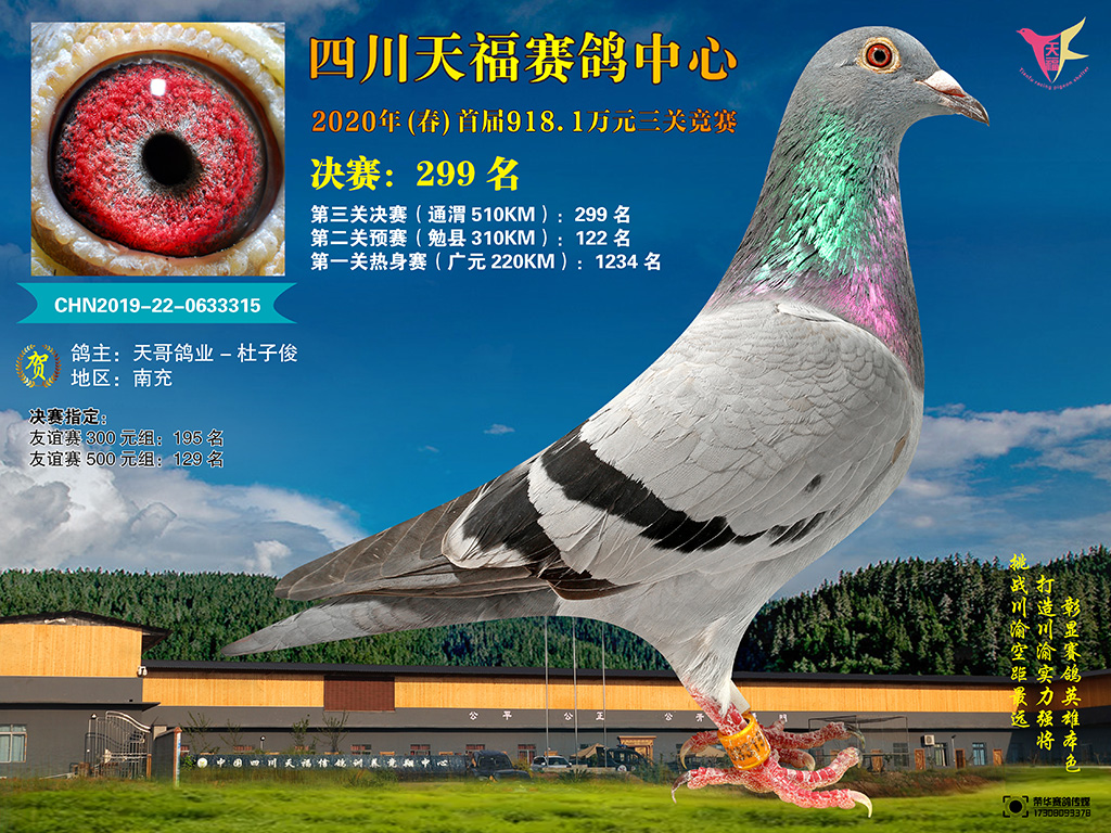 四川天福赛鸽中心2020年首届251-300名