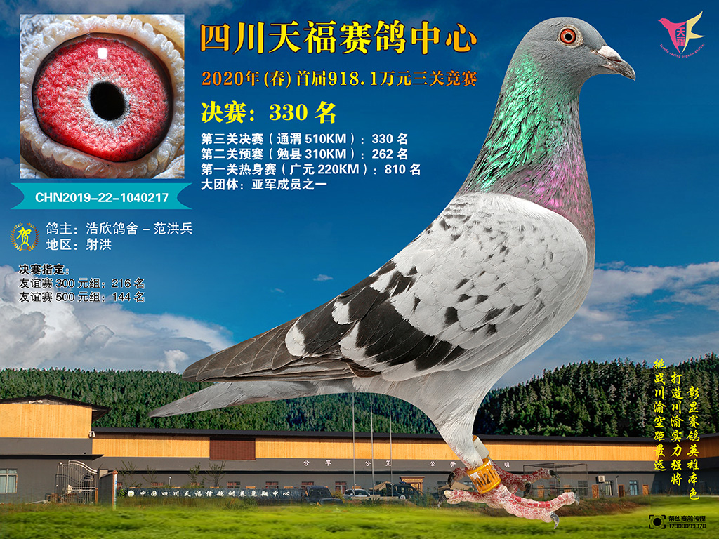 四川天福赛鸽中心2020年首届301-350名